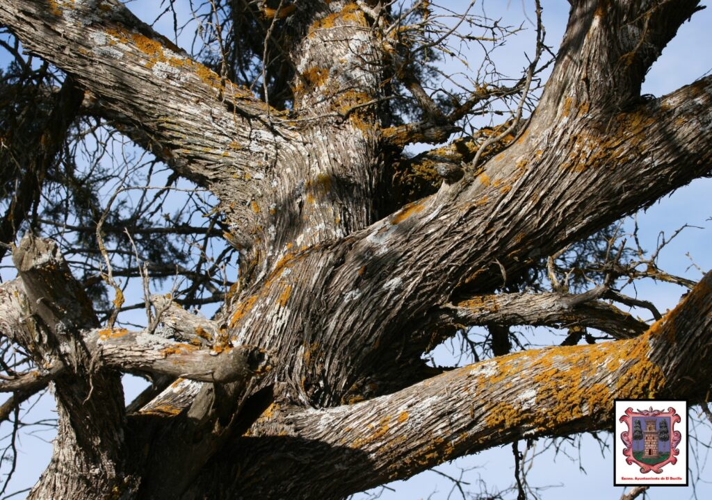 arbol centenario